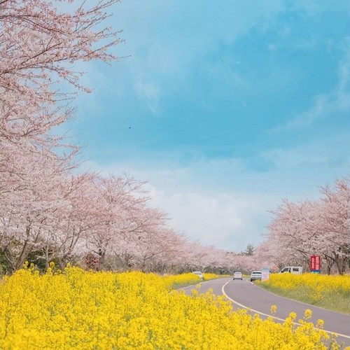 핫플트립 제주도버스투어 뚜벅이 패키지 일일여행 액티비티 우도전기차 택시 투어패스 봄여행