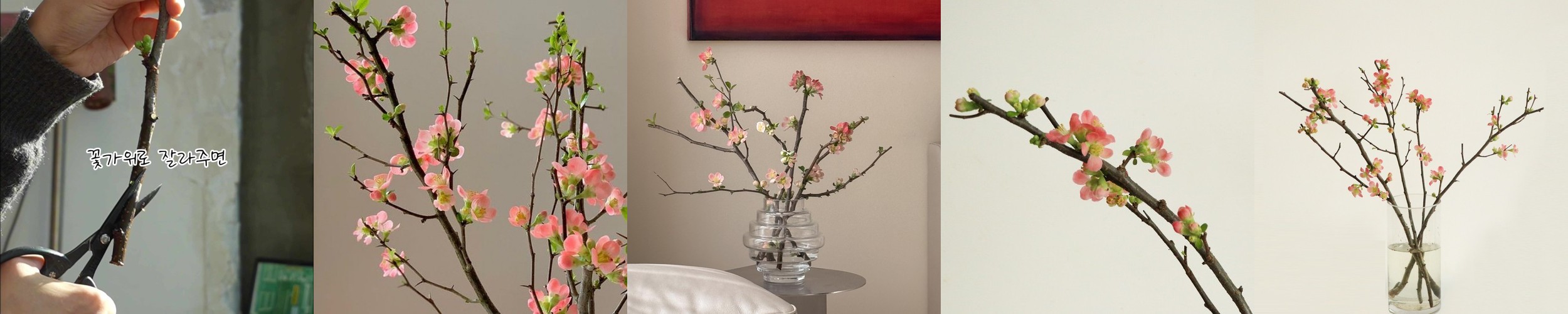 [주문폭주] 코랄 산당화 – 인플루언서 인테리어, 생화 제철 꽃가지 동양미 꽃배달 집꾸미기 정기구독