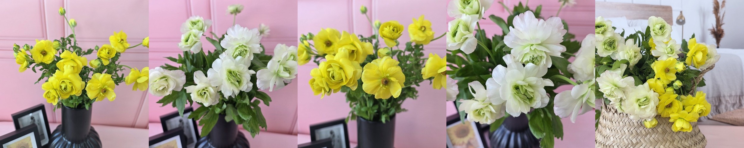 (BEST) 버터플라이 라넌큘러스(3colors) – 제철꽃배송 졸업식 기념일 생일 탄생화 축하 선물 생화택배 양재꽃시장 정기구독 셀프웨딩부케 돌상