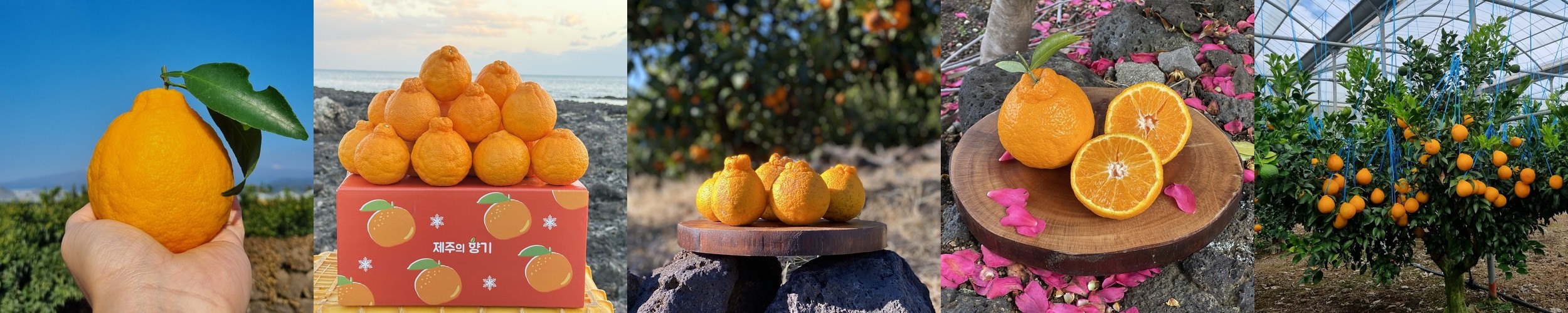 제주도 고당도 명품 한라봉 중대과 10kg 5kg 3kg 가정용 선물용 효돈 농장직송