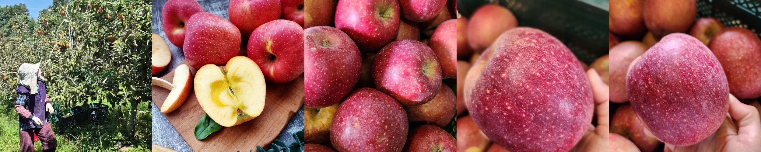 사과 청송 안동 부사 꿀사과 가정용 못난이