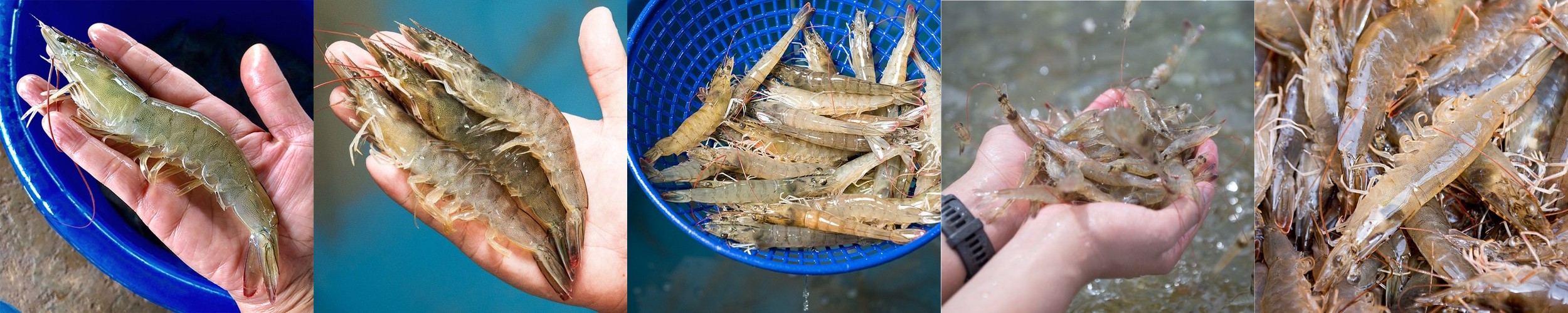 국산 흰다리새우 1kg 왕새우 생새우 활새우 회 제철