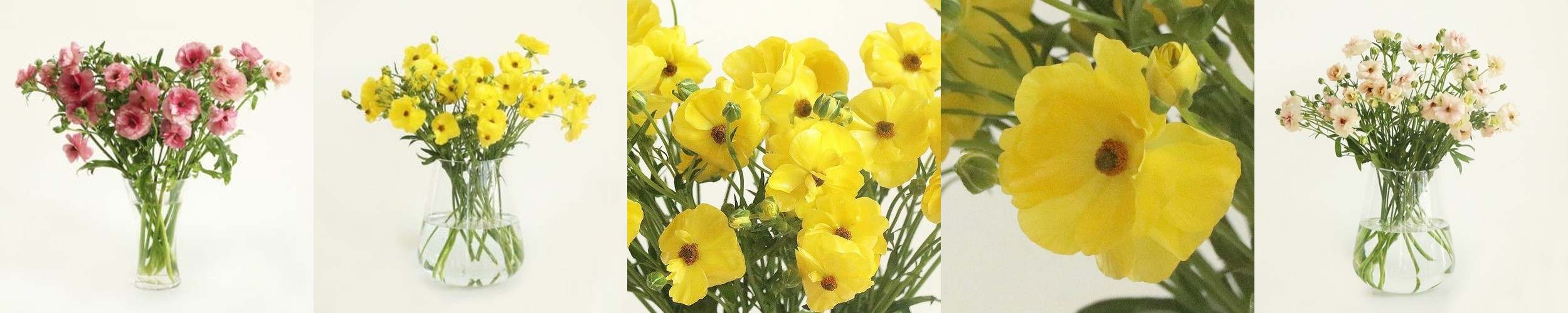 (BEST) 버터플라이 라넌큘러스(3colors) – 제철꽃배송 졸업식 기념일 생일 탄생화 축하 선물 생화택배 양재꽃시장 정기구독 셀프웨딩부케 돌상