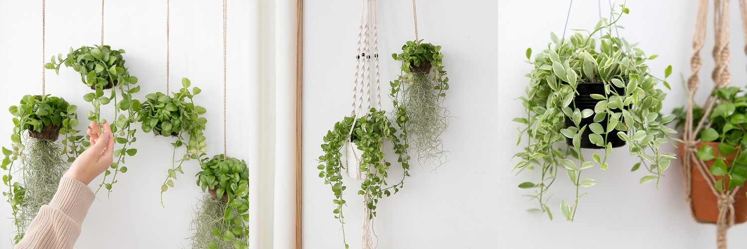 피쉬본 행잉식물 행잉플랜트 덩굴 넝쿨 키우기쉬운 식물 공중 늘어지는 음지 화분 플랜테리어