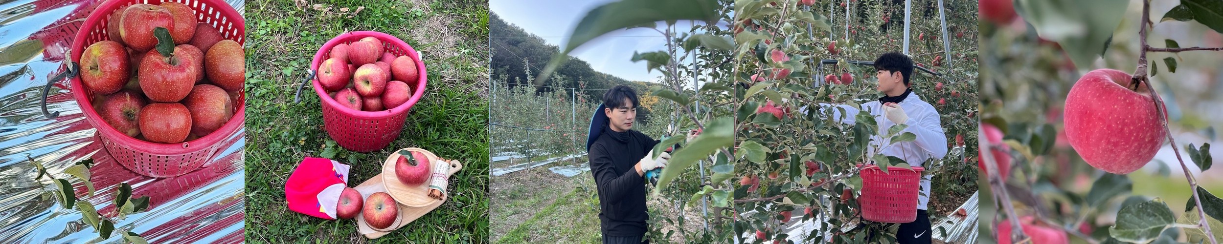 사과 안동 청송 꿀 사과 부사 못난이 흠집 햇사과 2kg 3kg 5kg