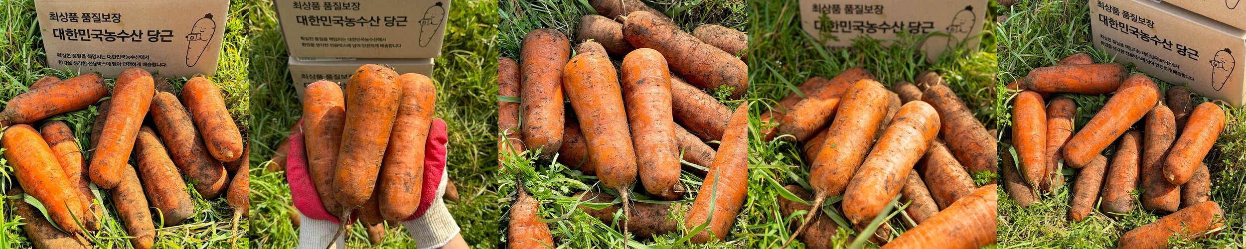 국내산 햇 당근 흙 주스용 쥬스용