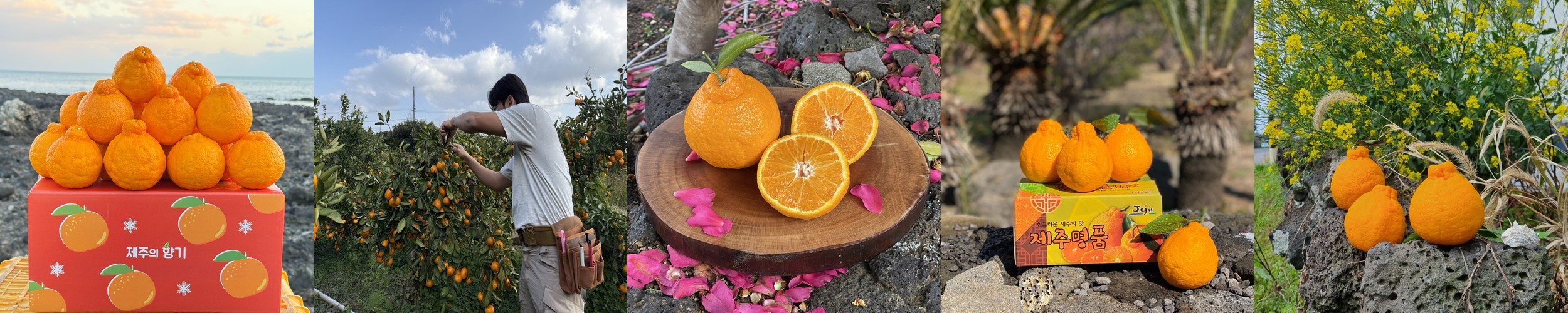 제주도 고당도 한라봉 10kg 5kg 3kg 가정용 소중과 서귀포 농장직송