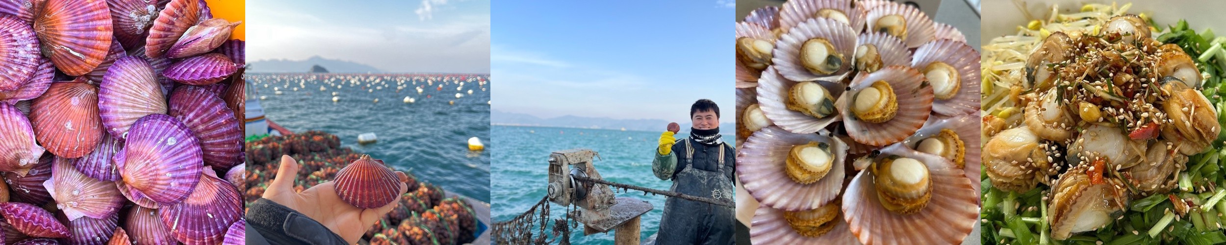 (산지직송) 최상급 선별 손세척 고성 홍가리비 1kg 쪼이수산