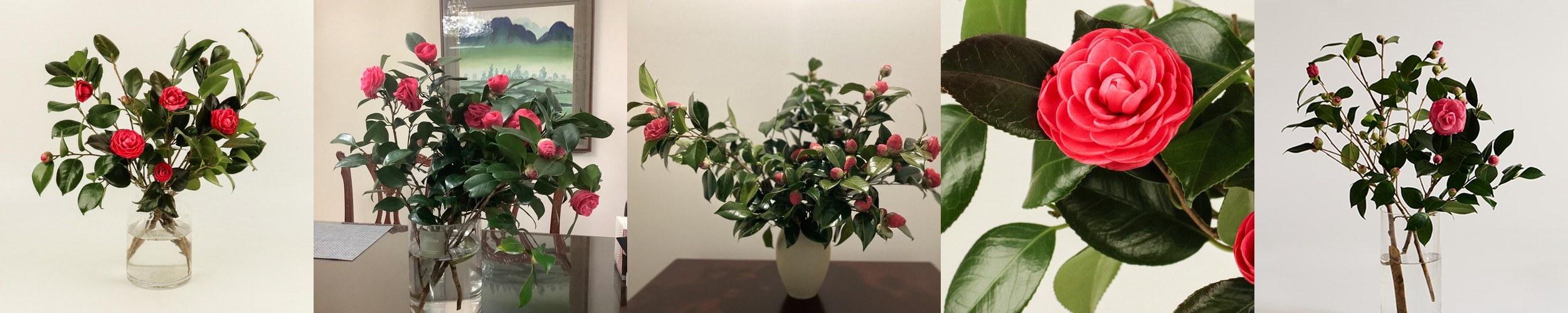 (BEST) 동백나무 – 카멜리아 겨울꽃나무 제철꽃 꽃정기구독 생화배송 꽃시장 소재