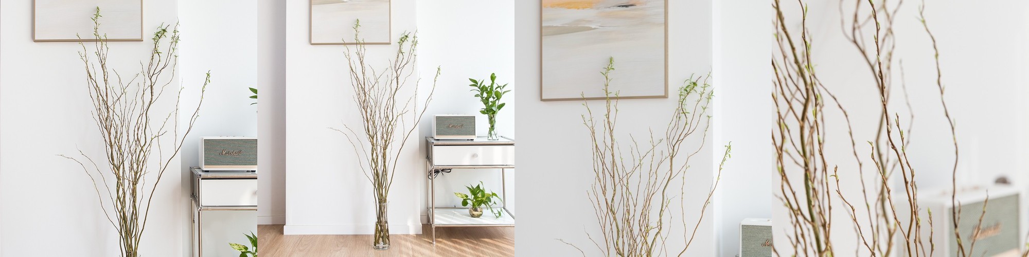 벌레잡이 제비꽃 티나 식충식물 벌레퇴치 모기기피 음지 화분 키우기쉬운 반려식물