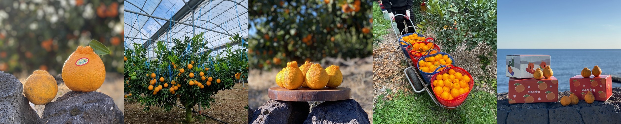 제주도 고당도 한라봉 10kg 5kg 3kg 가정용 소중과 서귀포 농장직송