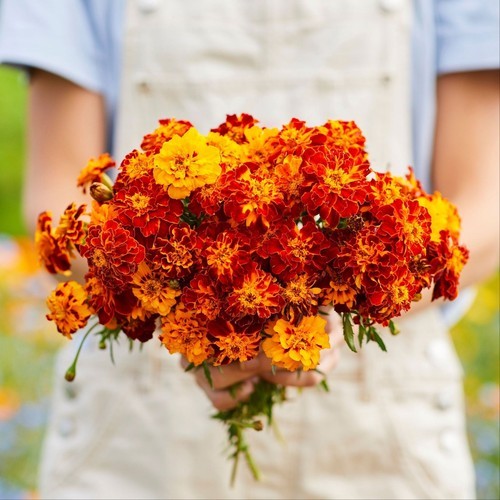 메리골드 씨앗 10립 / 화이트스완 메리골드 종자 봄 가을 꽃씨몰 [아진종묘]