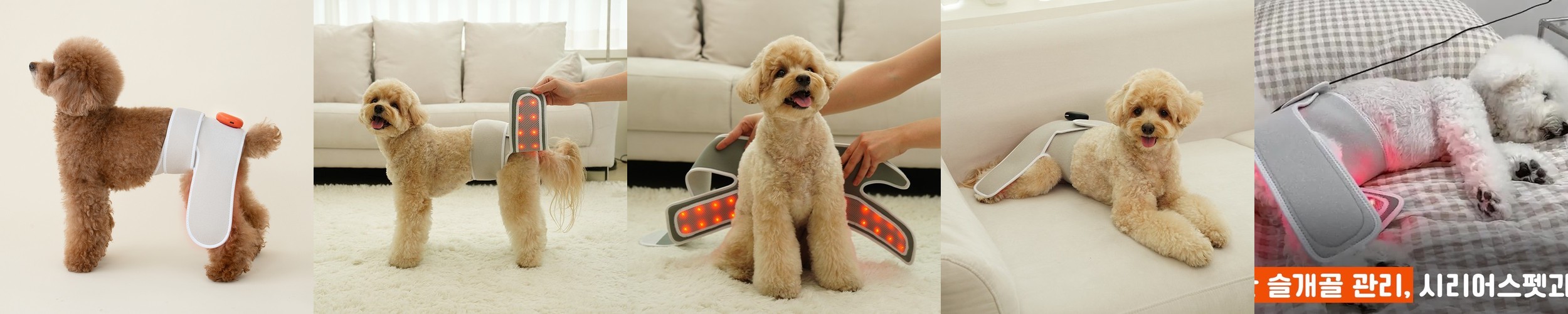 금와 아프리카왕달팽이 키우기 도둑게 애완 달팽이 집 사육장 소라게 키우기 스마일게 대형