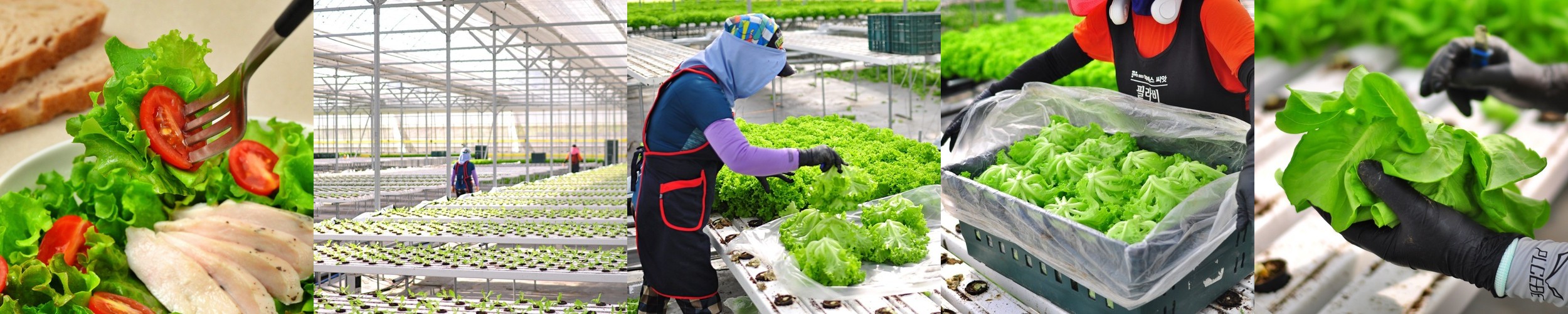 샐러드 포케 정기배송 2주 주 2회(8팩) 샐러드 식단 구독 배달 야채 도시락