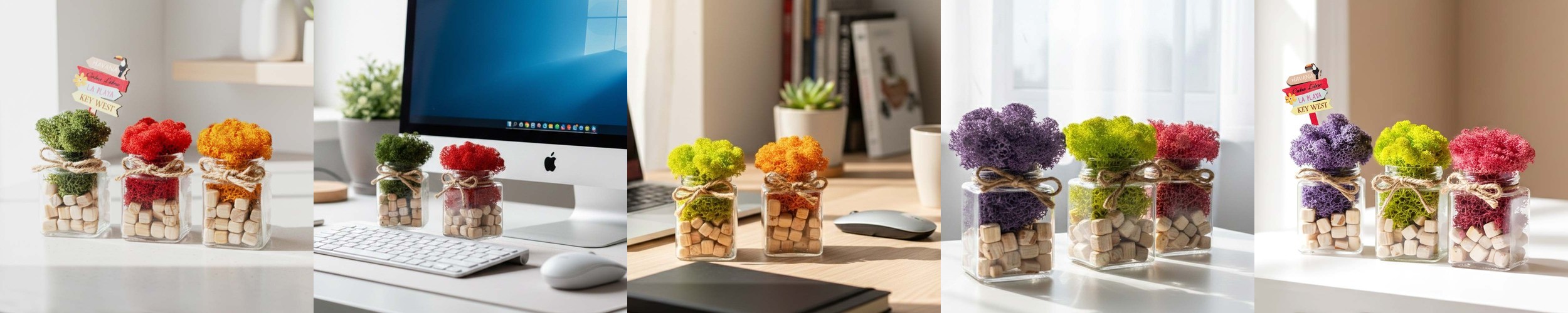 스칸디아모스 화분 천연 이끼 공기정화 음지 식물 승진 개업 선물 4p세트