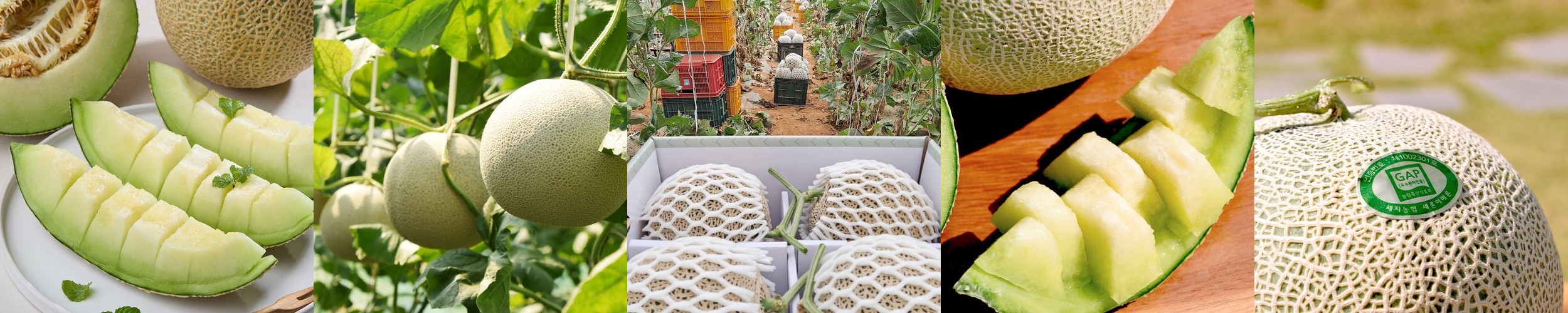 국산 파파야 메론 달콤한 파파야 멜론 개구리 참외