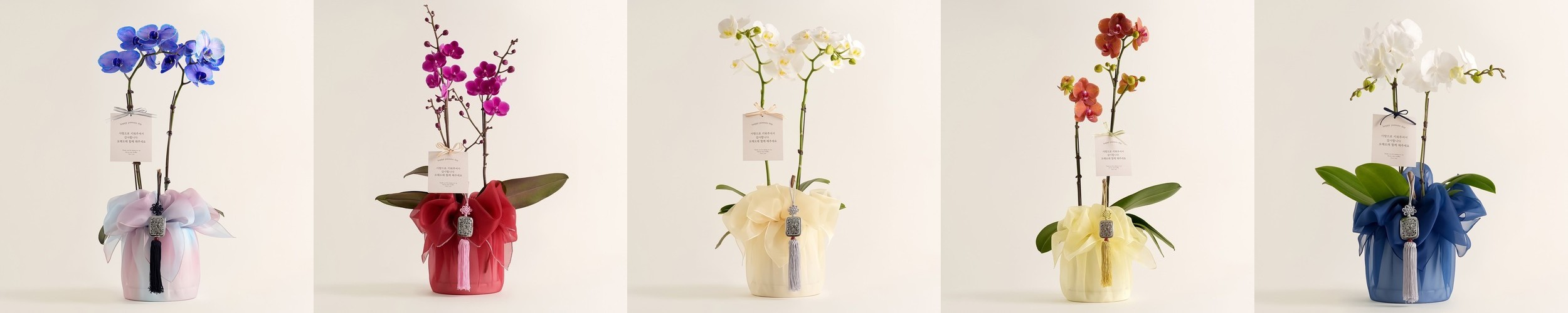 돈나무 개업 금전수 개업축하화분 배달 거실 금전수 화분 선물 인테리어식물