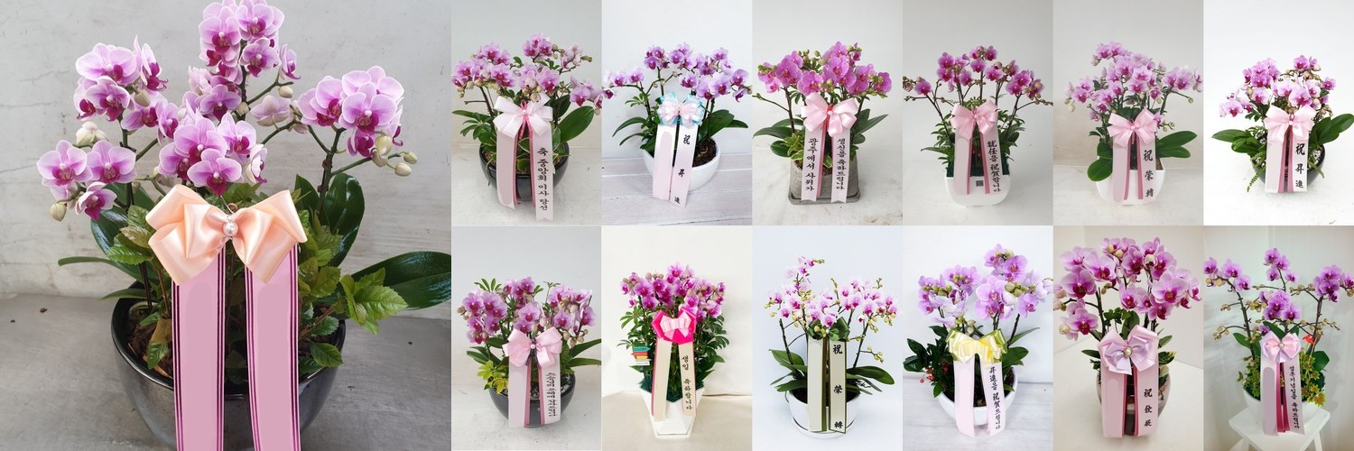분홍 호접란 (대) 칠순 팔순 서양란 서양난 난배달 상견례 승진 축하 개업 당일 화분배달