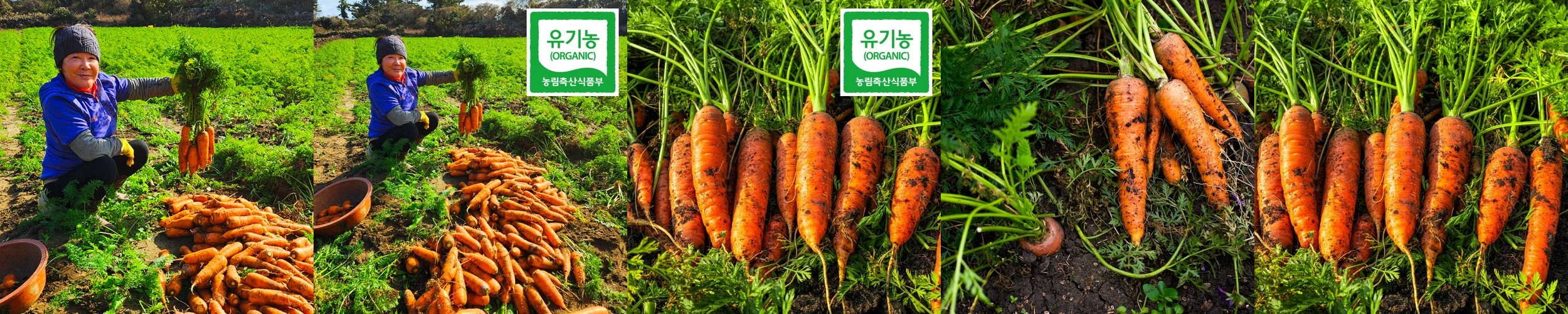 나는 농부다 제주 구좌 흙 세척 주스용 당근 5kg 10kg