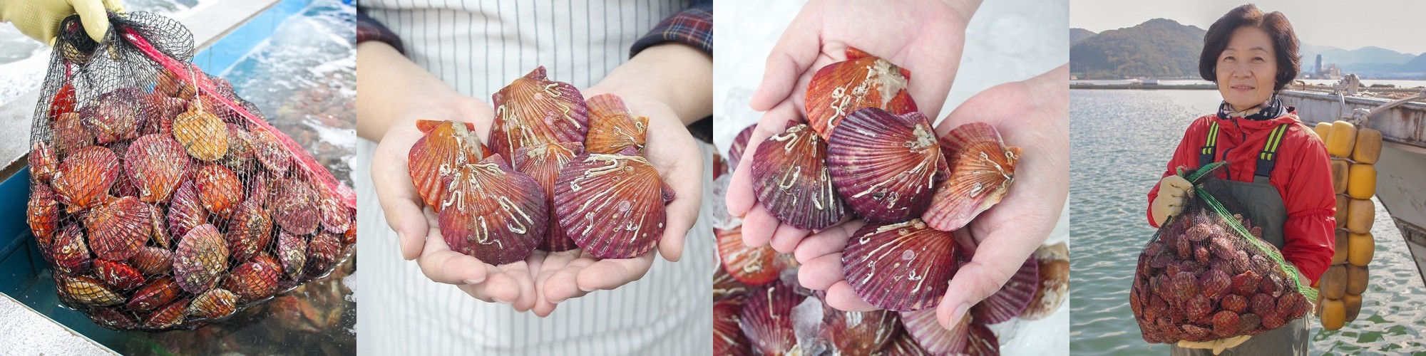 통영 제철 비단 홍 가리비 1kg 급냉 세척 선별 생물