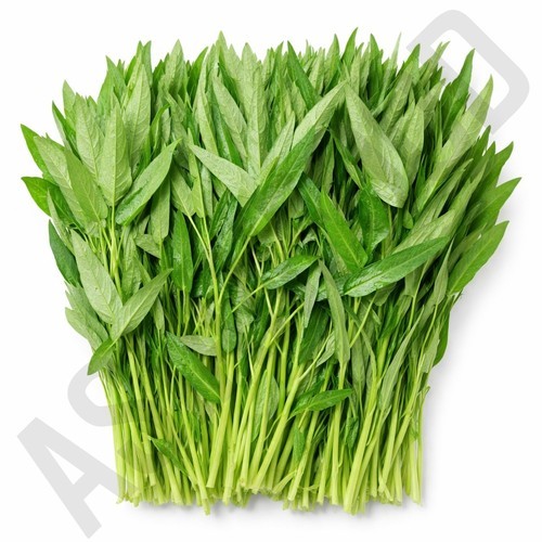 야채이야기 와일드루꼴라 500g 특수야채 베이비 루꼴라