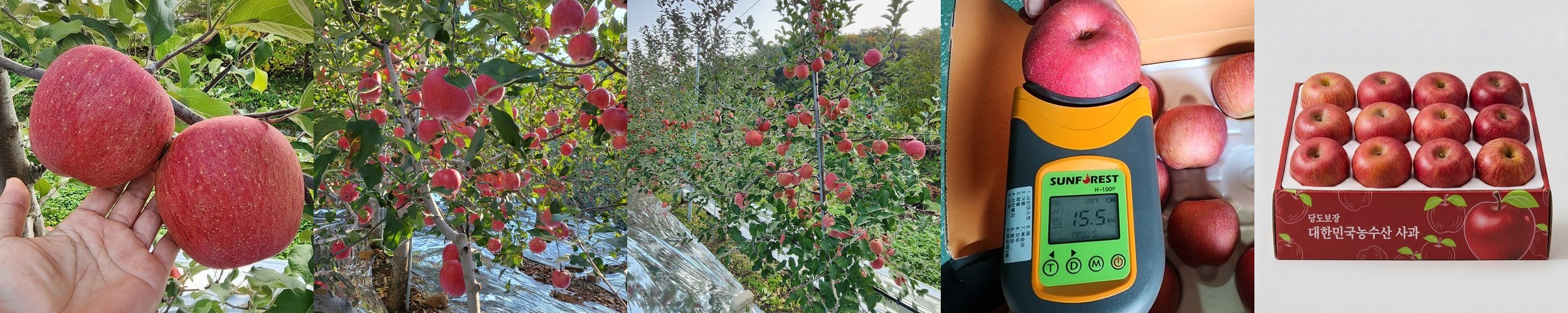 사과 경북 부사 못난이 꿀사과 3kg 명절 선물세트 설 추석