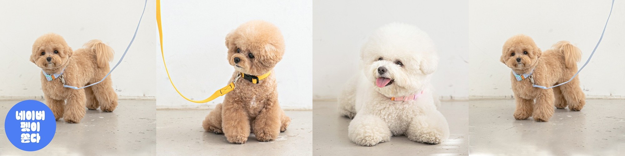 바잇미 강아지 목줄세트 애견 반려견 목줄