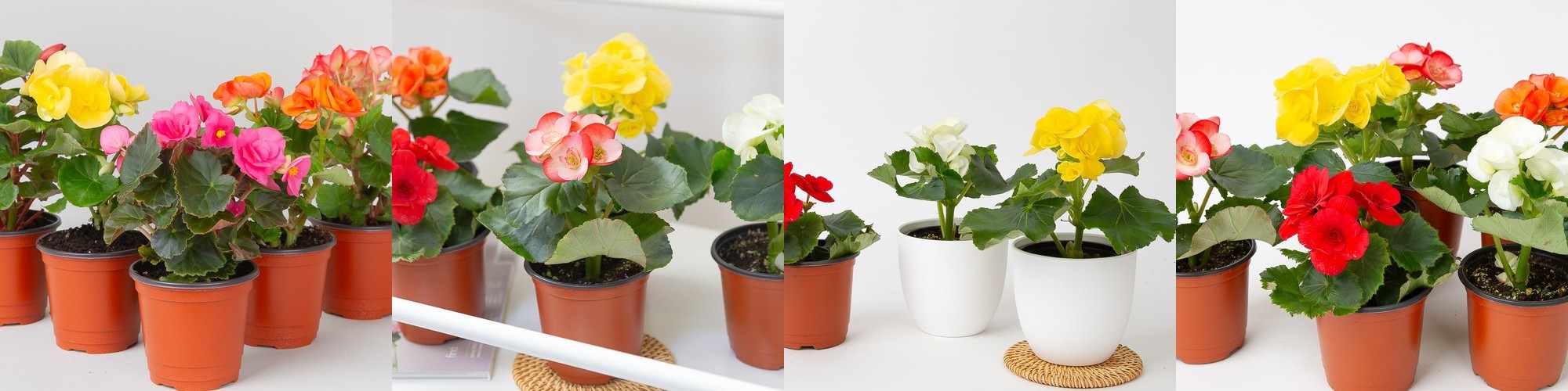 장미 베고니아 봄꽃 향기나는꽃 야생화 종류 화분 소형