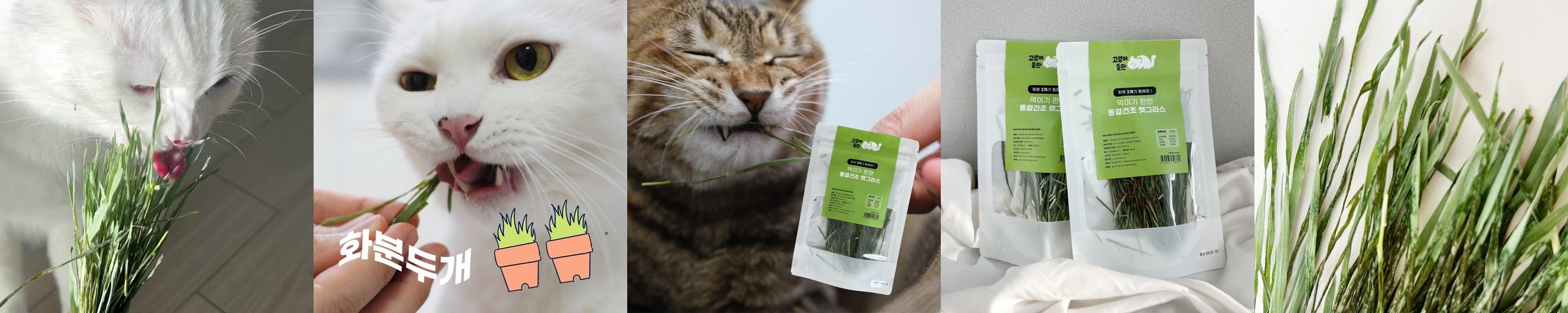 캣디피 고양이 치석제거기 CATDP 홈케일러 고양이 양치 치석제거 스케일링