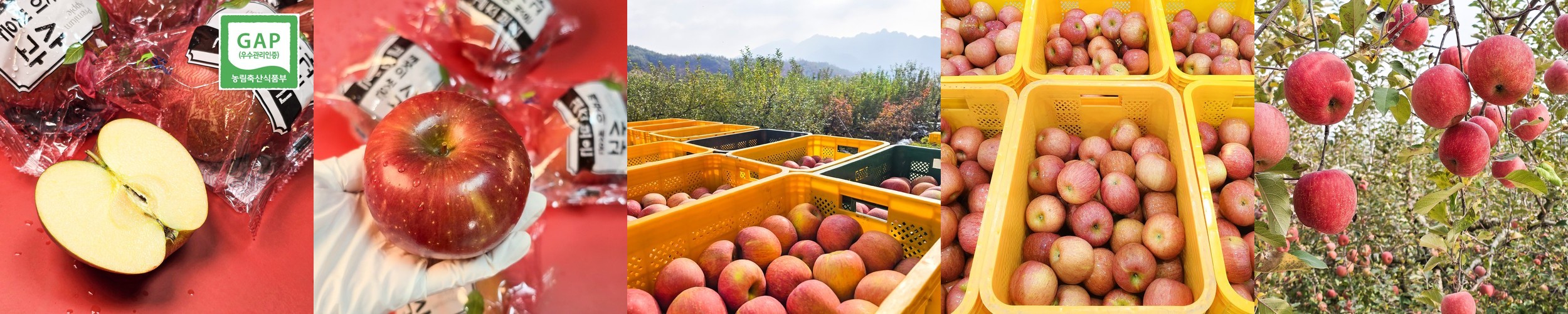 세척사과 껍질째먹는 고당도 부사 시나노골드 햇 사과