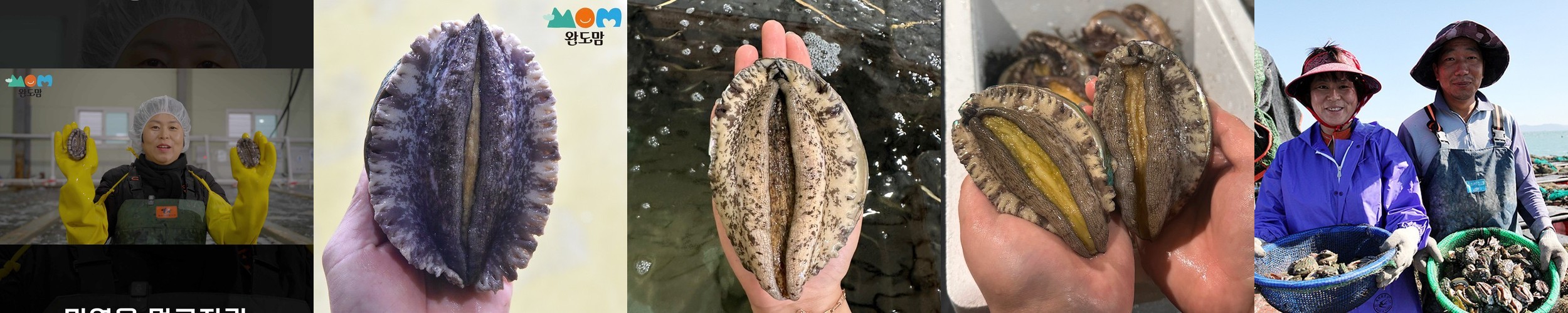 [신선특허] 내일받는 활전복 1kg 4미부터 60미까지 기삼전복 손질도구/산지직송 선물세트