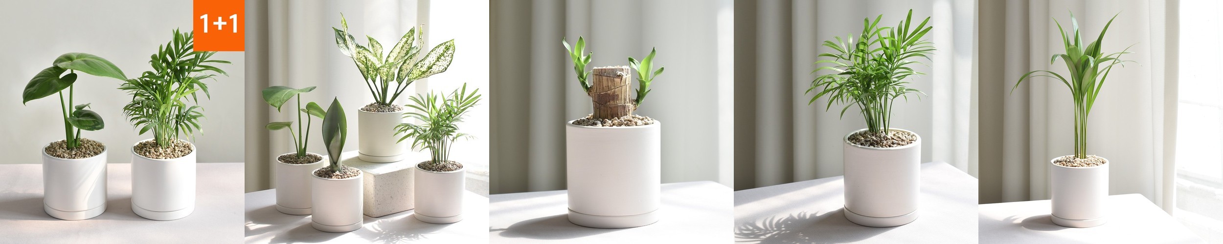 벌레잡이 제비꽃 티나 식충식물 벌레퇴치 모기기피 음지 화분 키우기쉬운 반려식물