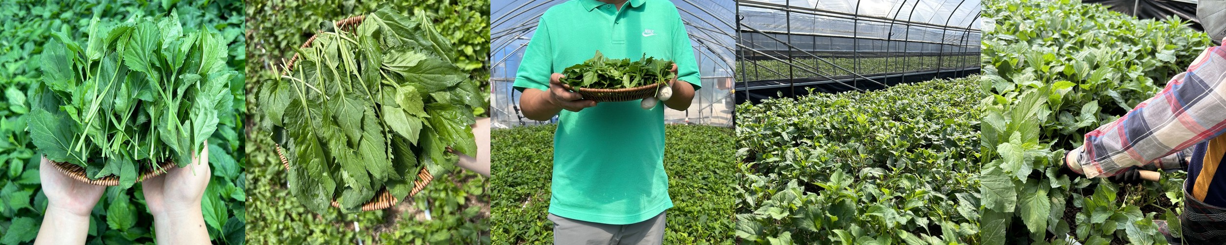 [당일수확] 호명산 부지깽이 1kg 취나물 쑥부쟁이 부지갱이 국내산 봄나물 생 부지깽이나물 건나물