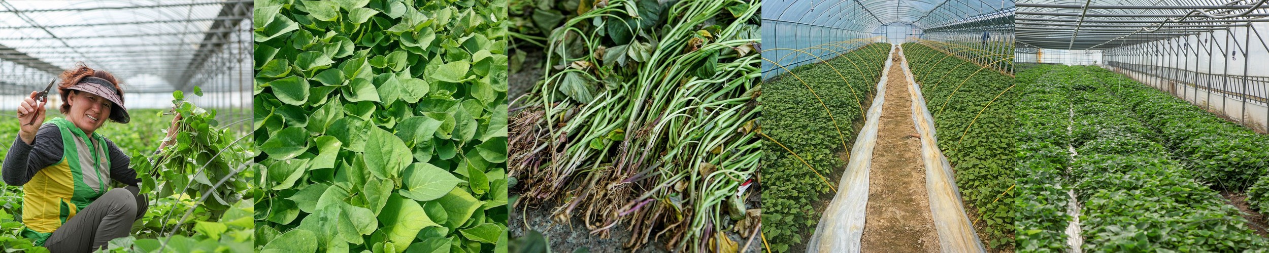 메리골드 씨앗 10립 / 화이트스완 메리골드 종자 봄 가을 꽃씨몰 [아진종묘]