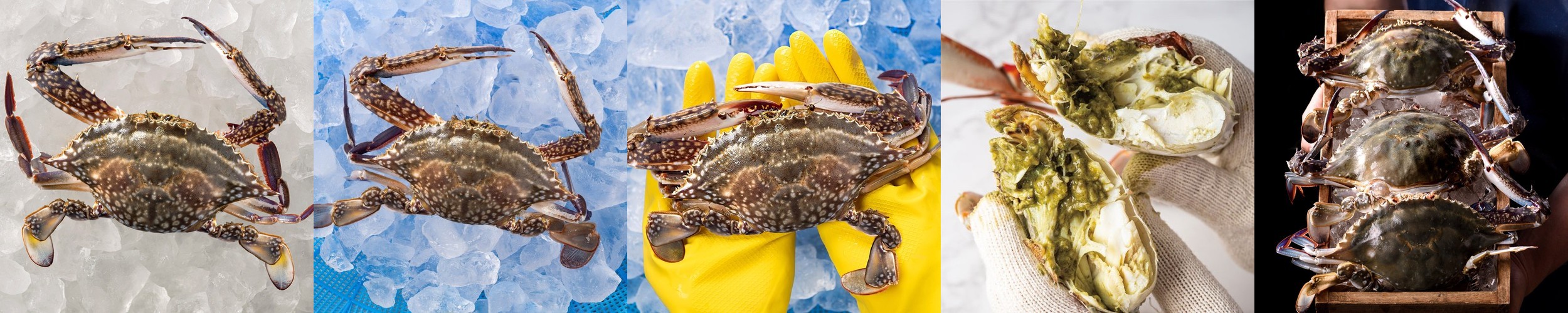 K꽃게 어부가 직접 판매하는 봄 꽃게 / 1kg 급냉