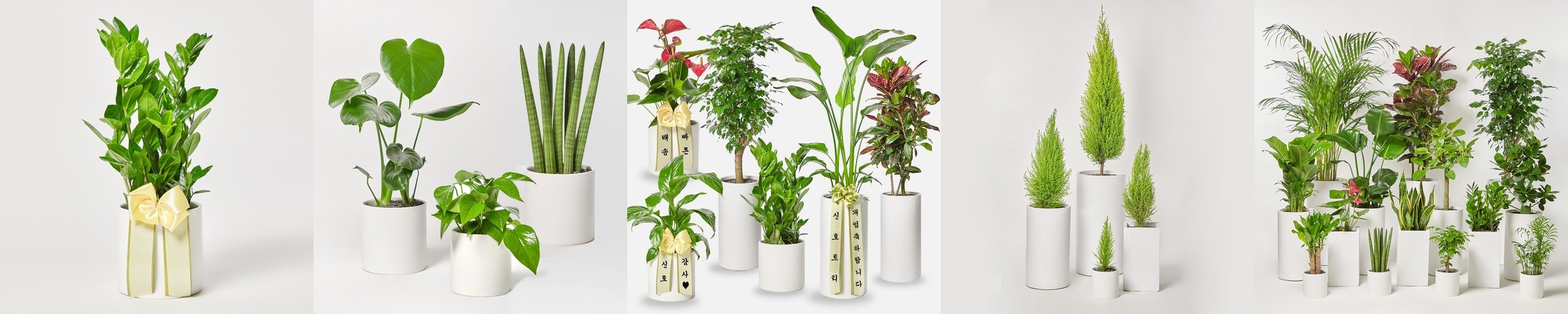 공기정화식물 몬스테라 테이블야자 키우기 쉬운 실내 음지 인테리어 식물