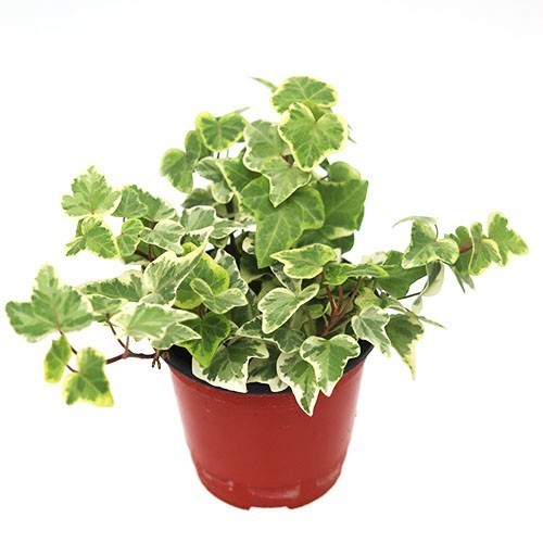 벌레잡이 제비꽃 티나 식충식물 벌레퇴치 모기기피 음지 화분 키우기쉬운 반려식물