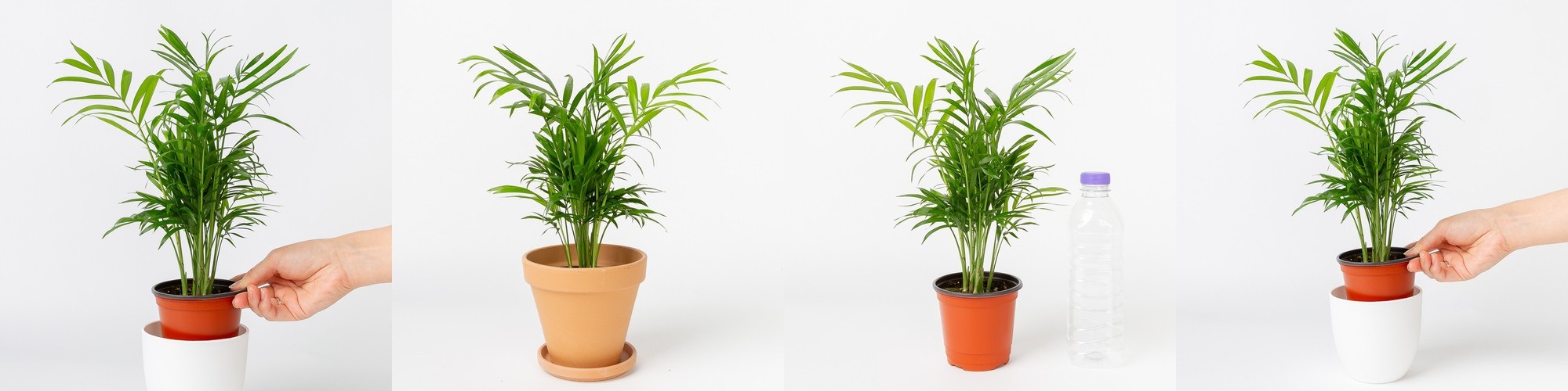 벌레잡이 제비꽃 티나 식충식물 벌레퇴치 모기기피 음지 화분 키우기쉬운 반려식물