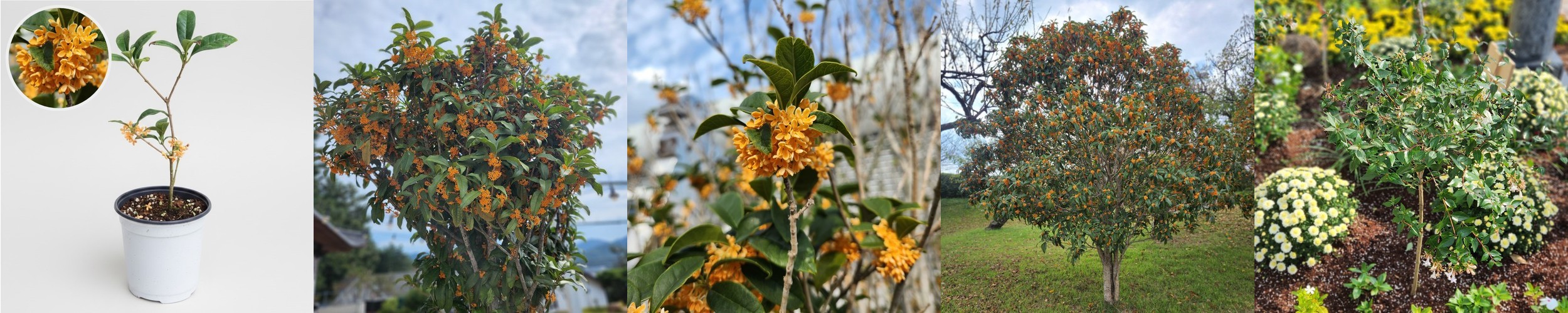 공기정화식물 몬스테라 테이블야자 키우기 쉬운 실내 음지 인테리어 식물