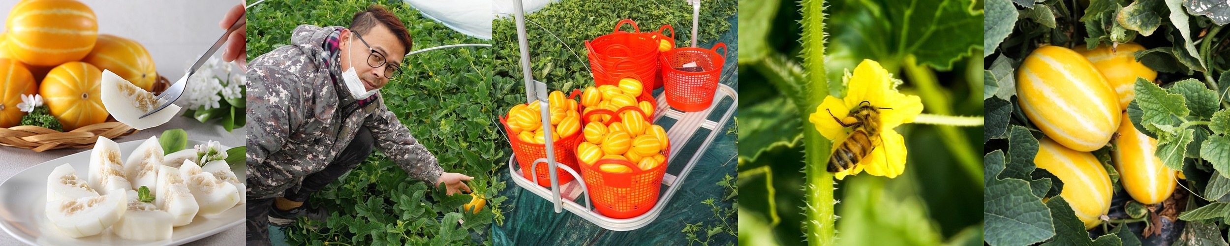 [최대15%포인트]필립스 올인원 스탠드 스팀다리미 가정용 행거 다리미판 8500시리즈 AIS8540/80 + 보풀제거기