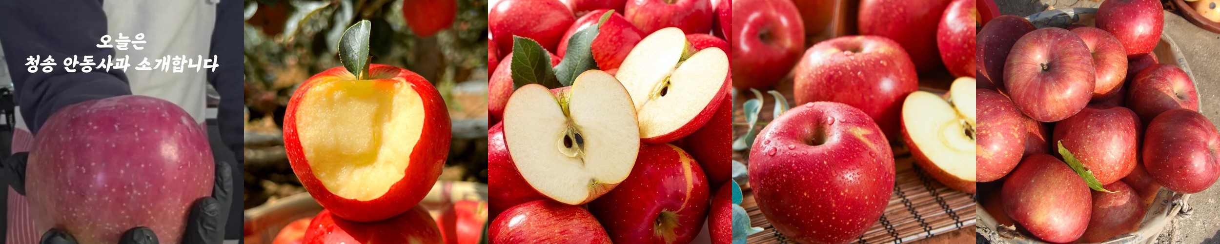 경북 청송 부사 얼음골 꿀사과 가정용 못난이 3kg 5kg