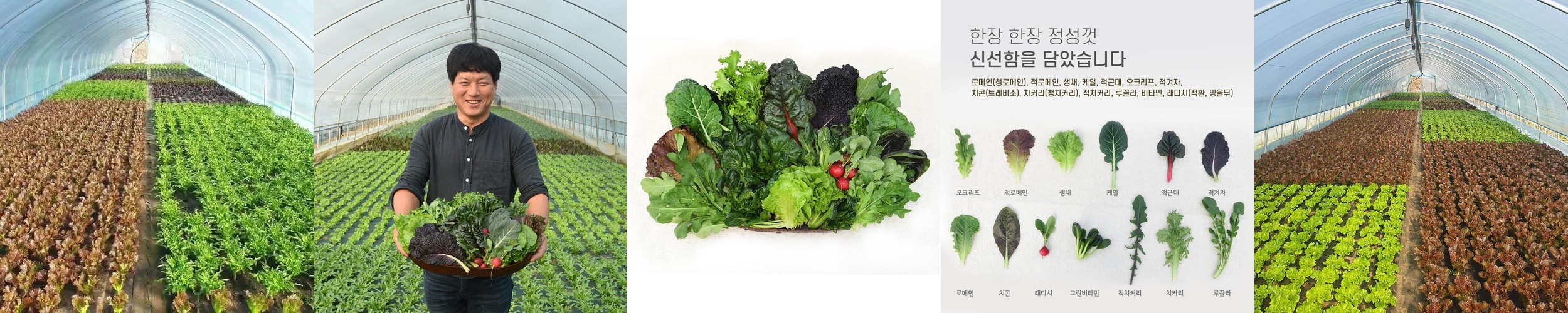 샐러드 포케 정기배송 2주 주 2회(8팩) 샐러드 식단 구독 배달 야채 도시락