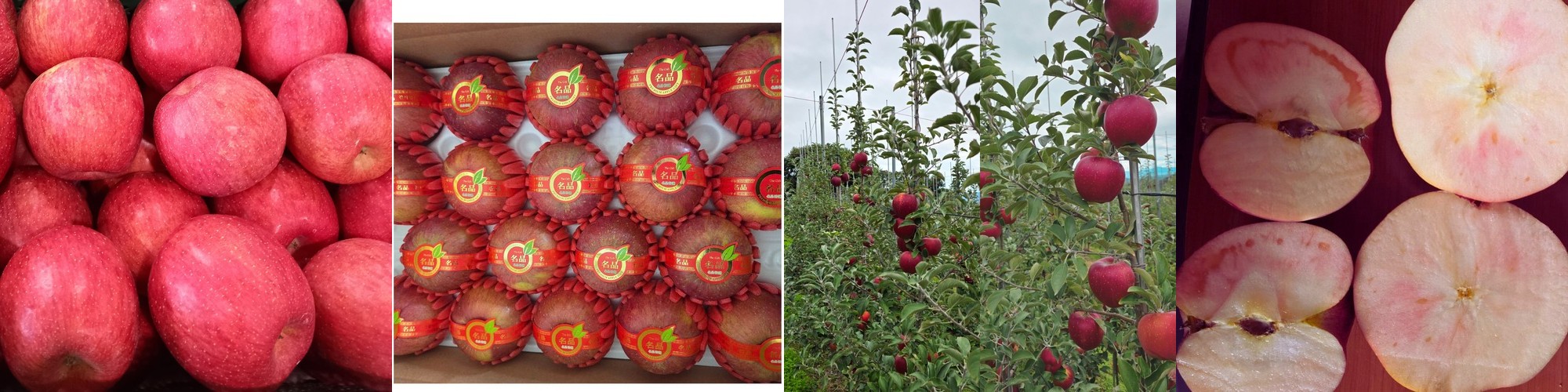 제주도 신비향 수라향 설국향 선물세트 3kg 5kg 10kg