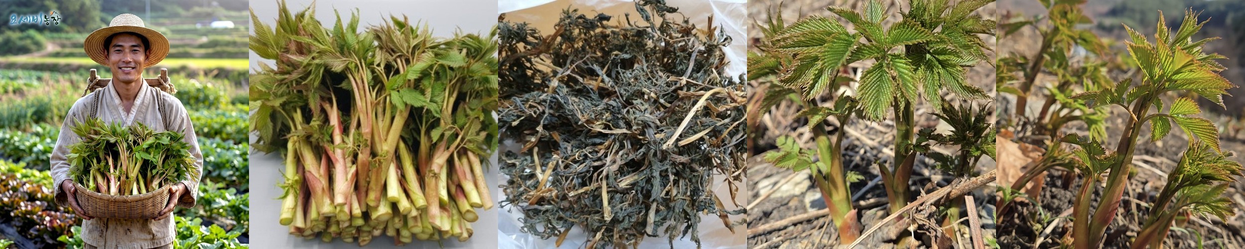 강원 양구 햇 시래기 펀치볼 무청 삶은시래기 200g, 5개