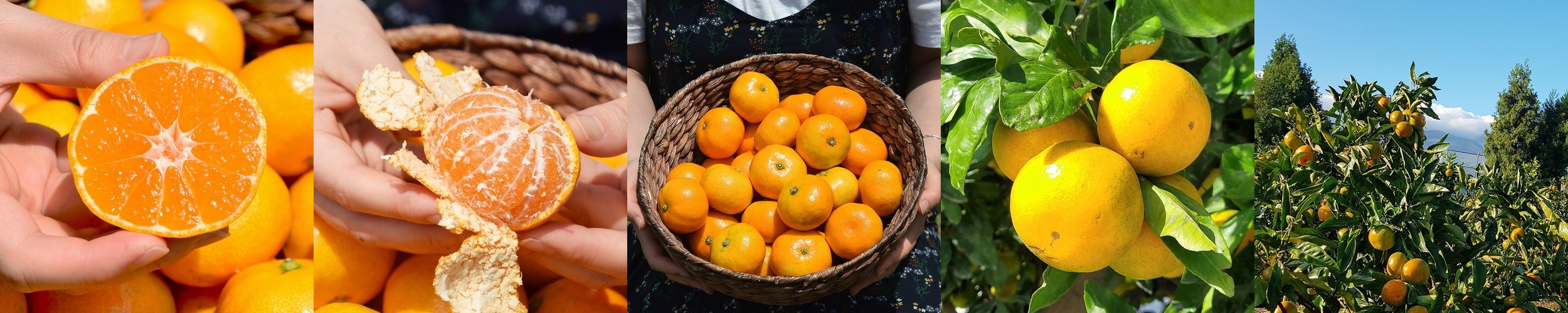 제주도 신비향 수라향 설국향 선물세트 3kg 5kg 10kg