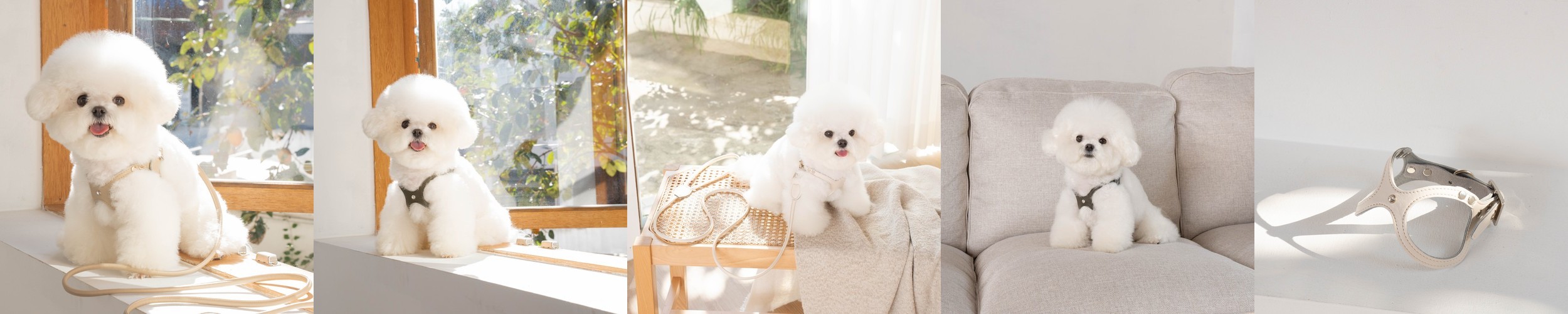 호지 올인원 강아지 일체형 로프 하네스 S 반려동물 반려견 가슴줄 소형견 중형견 대형견