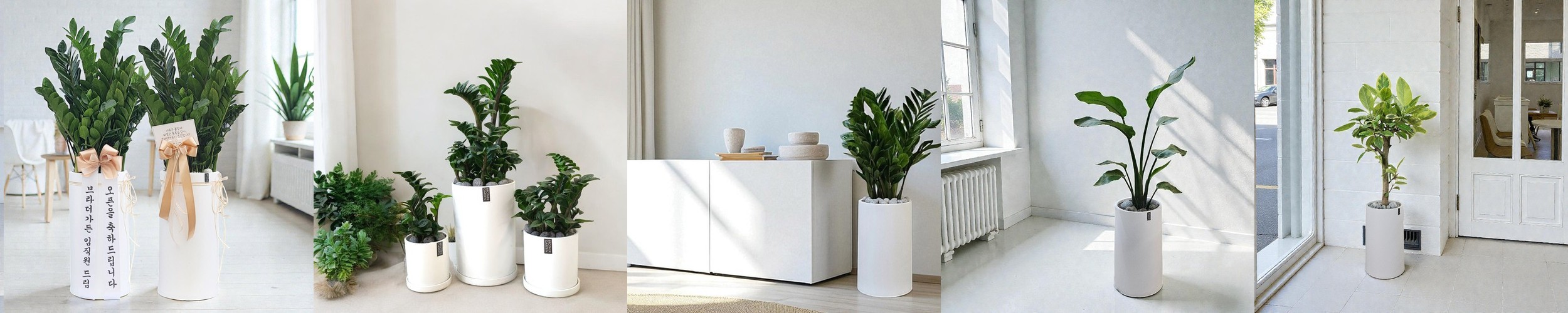 피쉬본 행잉식물 행잉플랜트 덩굴 넝쿨 키우기쉬운 식물 공중 늘어지는 음지 화분 플랜테리어