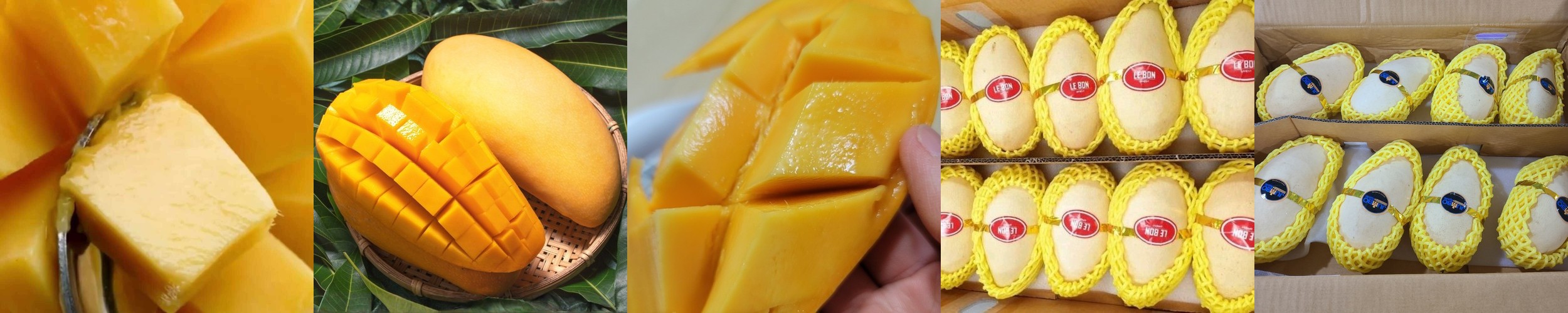 성주 꿀 참외 10kg 당일수확 산지직송 참외 가정용