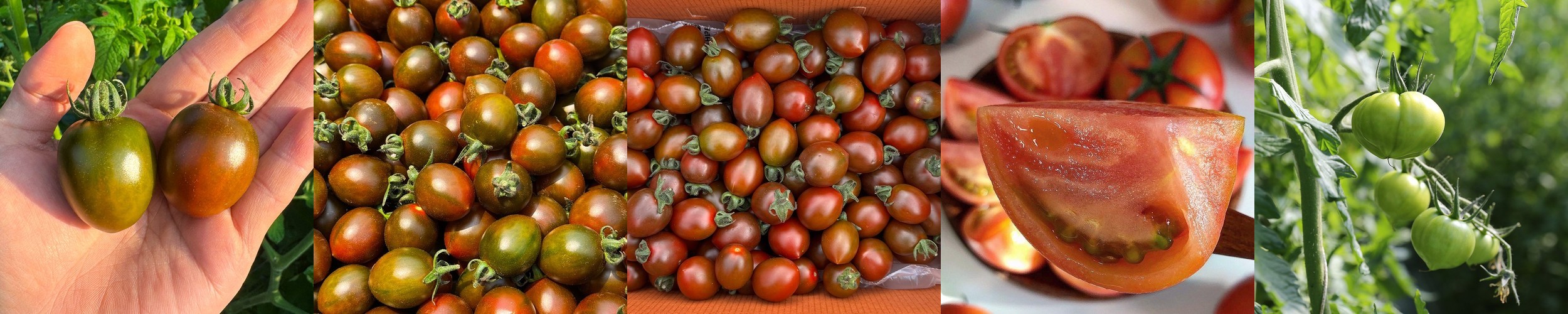 GAP 논산금홍농장 붉은금 고당도요요토마토 30년장인 당일수확발송 로얄과, 2kg, 1개