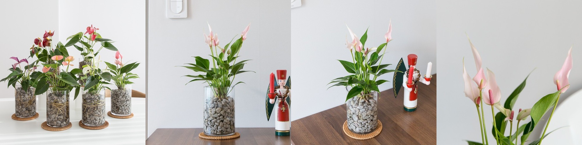 안스리움 수경재배식물 수생식물 수중식물 키우기 쉬운 화분 뿌리 어항 만들기세트